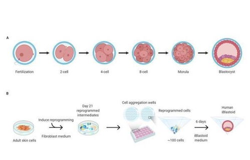從干細(xì)胞到器官再生 日本人與動物嵌合胚胎試驗(yàn)的技術(shù)路徑與倫理邊界