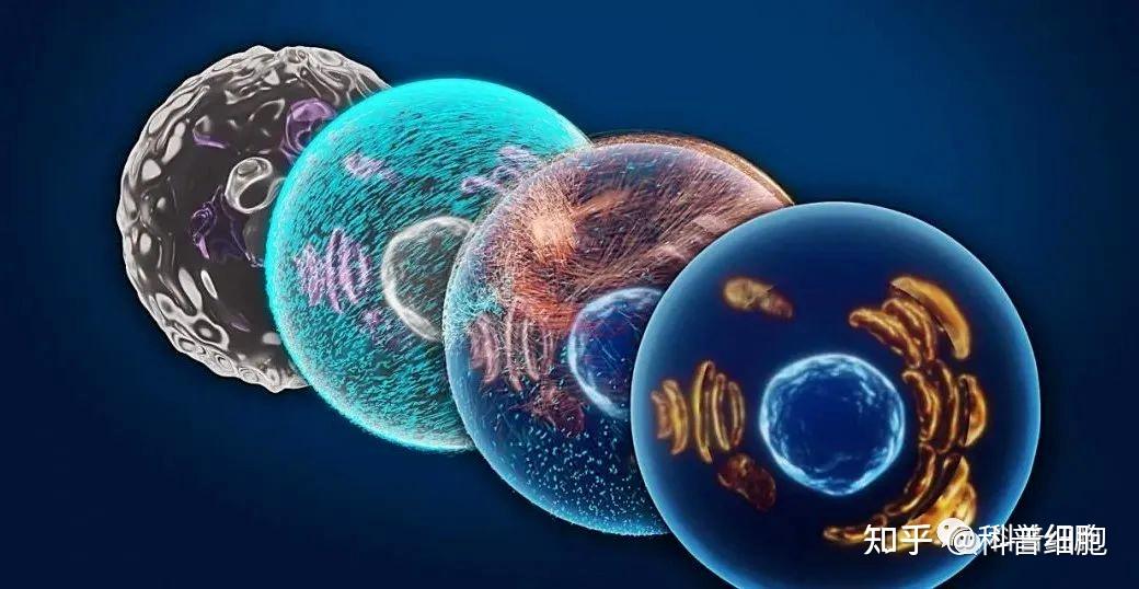 干細胞治療 探索者、應用與我的思考